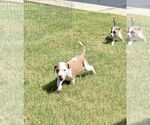 Small #2 Mutt