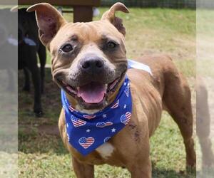 American Staffordshire Terrier-Unknown Mix Dogs for adoption in San Antonio, TX, USA