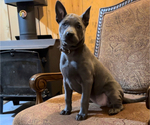 Small #24 Thai Ridgeback