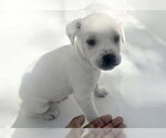 Small Labrador Retriever Mix
