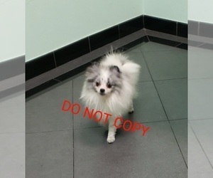 Pomeranian Puppy for sale in DOWNERS GROVE, IL, USA