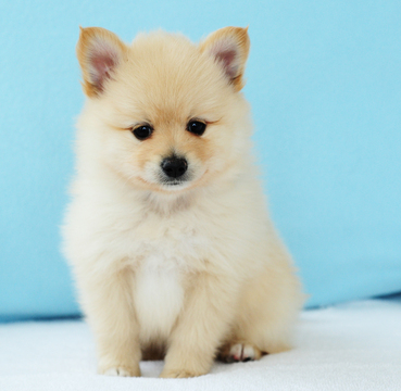 Medium Photo #2 Pomeranian Puppy For Sale in FRAZER, PA, USA
