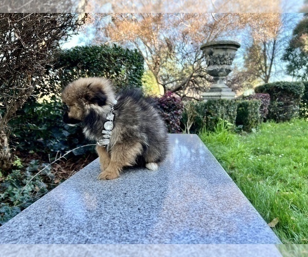 Medium Photo #65 Pomeranian Puppy For Sale in HAYWARD, CA, USA