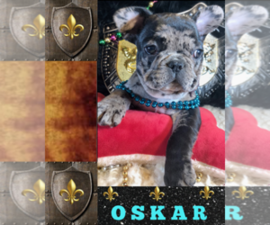French Bulldog Puppy for sale in HEATHROW, FL, USA