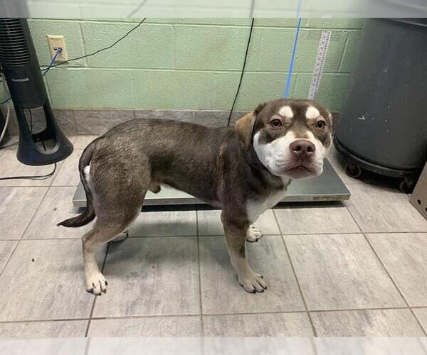 Medium Photo #1 American Staffordshire Terrier-Siberian Husky Mix Puppy For Sale in Grand Prairie, TX, USA