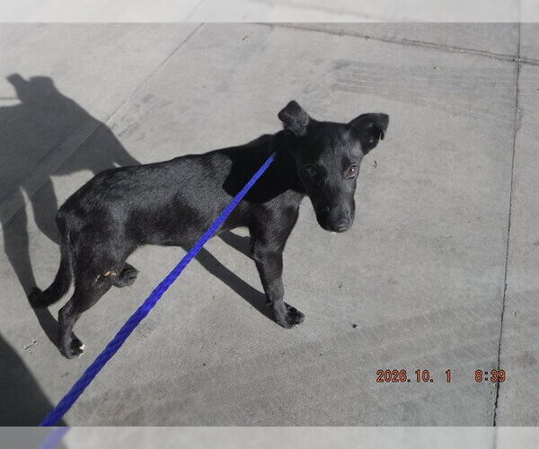 Medium Photo #1 German Shepherd Dog-Unknown Mix Puppy For Sale in Oroville, CA, USA