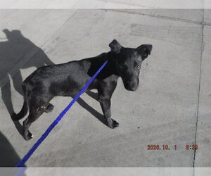German Shepherd Dog-Unknown Mix Dogs for adoption in Oroville, CA, USA