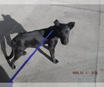 HOLLI - Female German Shepherd Dog-Unknown Mix Dog for Adoption - Small photo