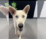 Small #3 Huskies  Mix