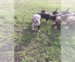 Small #7 American Bully