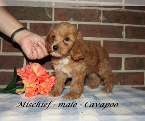 Cavapoo (Miniature) Puppy for sale in CLARKRANGE, TN, USA
