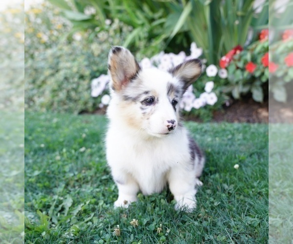 Medium Photo #4 Pembroke Welsh Corgi Puppy For Sale in PARADISE, PA, USA