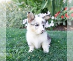 Small #3 Pembroke Welsh Corgi