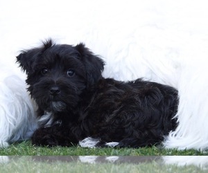 Yorkshire Terrier Puppy for sale in MARIETTA, GA, USA