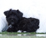 Small Photo #1 Yorkshire Terrier Puppy For Sale in MARIETTA, GA, USA