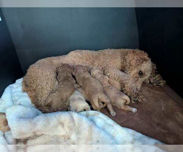 Medium Photo #1 Goldendoodle (Miniature) Puppy For Sale in BAKER CITY, OR, USA