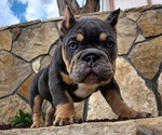 Puppy 3 American Bully