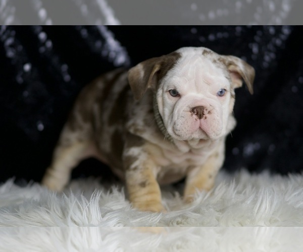 Medium Photo #7 English Bulldog Puppy For Sale in WARSAW, IN, USA