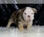 Small #6 English Bulldog