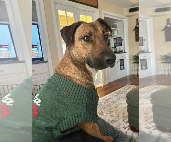 Medium Photo #4 Mutt Puppy For Sale in Westminster, MD, USA