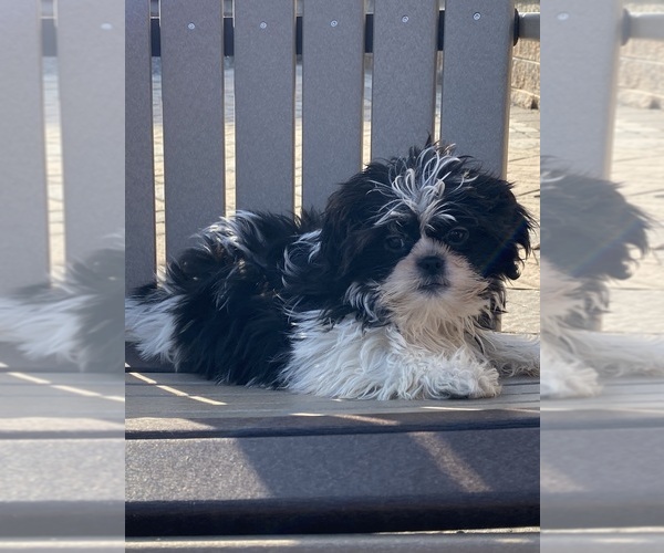 Medium Photo #2 Shih Tzu Puppy For Sale in CANOGA, NY, USA