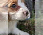 Small Photo #5 Cavapoo (Miniature) Puppy For Sale in SISTERS, OR, USA