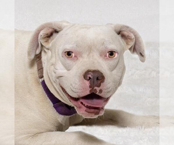 Medium Photo #1 Mutt Puppy For Sale in Santa Maria, CA, USA