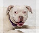 SUGAR - Female Mutt Dog for Adoption - Small photo