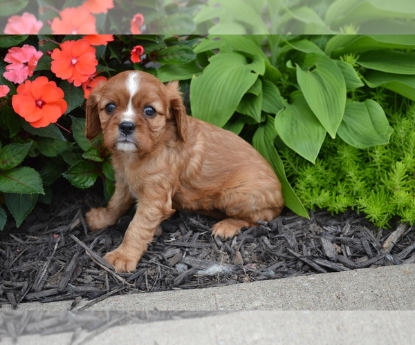 Medium Photo #2 Cavalier King Charles Spaniel Puppy For Sale in GREENWOOD, WI, USA
