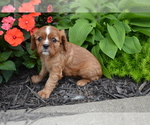 Small #1 Cavalier King Charles Spaniel