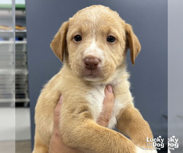 Medium Photo #1 Labrador Retriever-Retriever  Mix Puppy For Sale in Washington, DC, USA