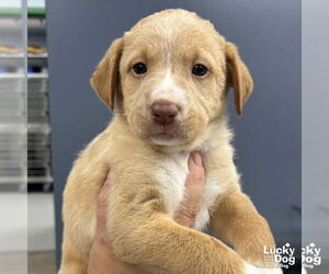 Labrador Retriever-Retriever Mix Dogs for adoption in Washington, DC, USA
