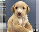 Small Labrador Retriever-Retriever Mix