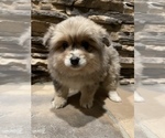 Small Photo #11 Pomsky Puppy For Sale in ROMULUS, MI, USA
