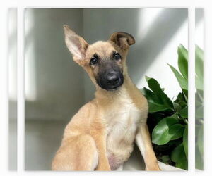 Mutt Dogs for adoption in Menifee, CA, USA