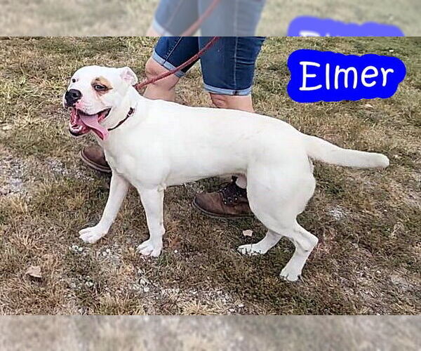 Medium Photo #4 American Bulldog Puppy For Sale in Crandall, GA, USA