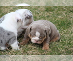 Small Photo #19 English Bulldog Puppy For Sale in HAGERSTOWN, MD, USA