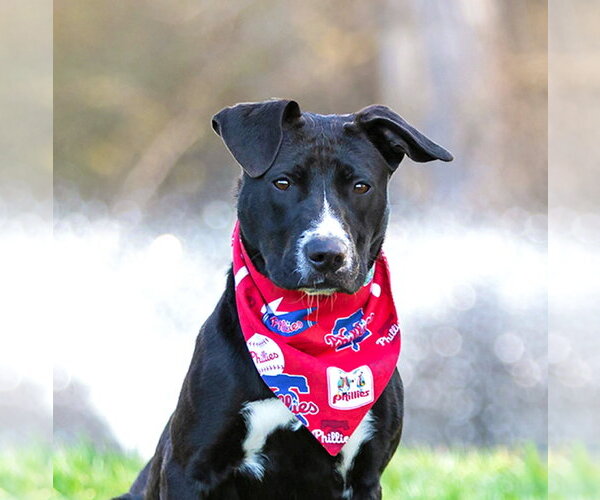 Medium Photo #7 Labrador Retriever-Unknown Mix Puppy For Sale in Unionville, PA, USA
