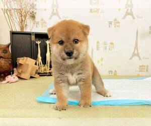 Shiba Inu Puppy for sale in ROWLAND HEIGHTS, CA, USA