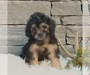 Poodle (Miniature) Puppy for sale in GORDONVILLE, PA, USA