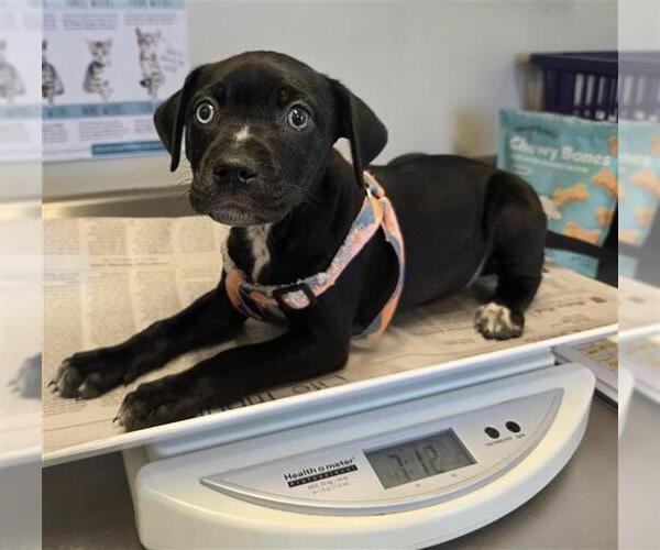 Medium Photo #1 Rottweiler-Unknown Mix Puppy For Sale in San Antonio, TX, USA