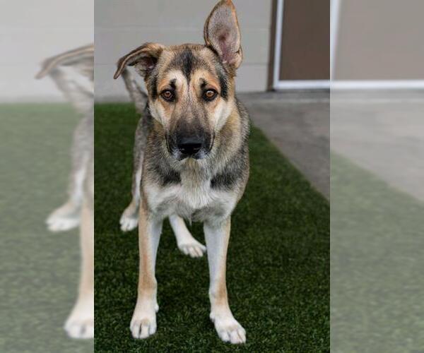 Medium Photo #2 German Shepherd Dog Puppy For Sale in Baytown, TX, USA