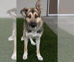 Small #1 German Shepherd Dog