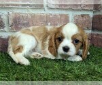 Small #13 Cavalier King Charles Spaniel