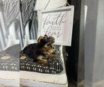 Small #5 Yorkshire Terrier