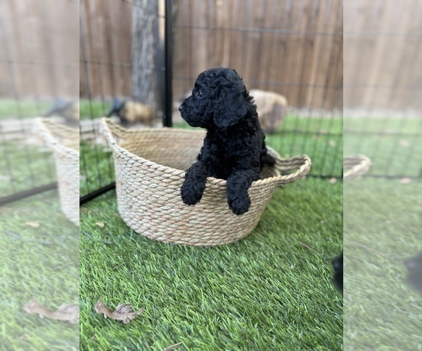 Medium Photo #21 Goldendoodle (Miniature) Puppy For Sale in HALTOM CITY, TX, USA