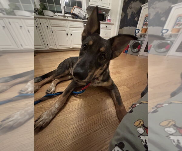 Medium Photo #1 German Shepherd Dog-Unknown Mix Puppy For Sale in Mt. Airy, MD, USA