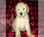 Small Photo #8 Aussie-Poo-Aussiedoodle Mix Puppy For Sale in LINCOLN, AL, USA