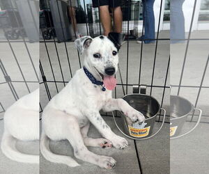 Jack Russell Terrier Dogs for adoption in The Woodlands, TX, USA