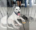 Small Jack Russell Terrier